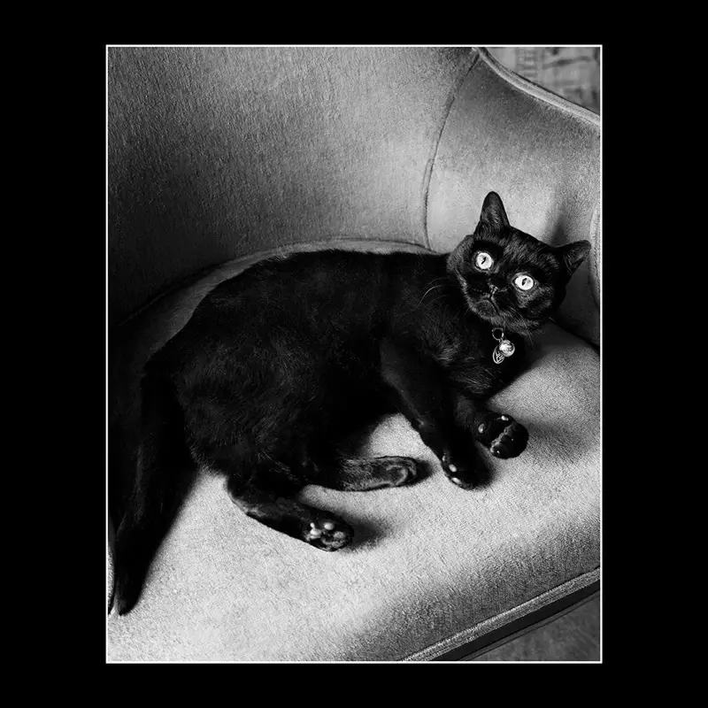 Musta kissa on pääosassa Givenchyn syys-talvi 2017 kampanjassa