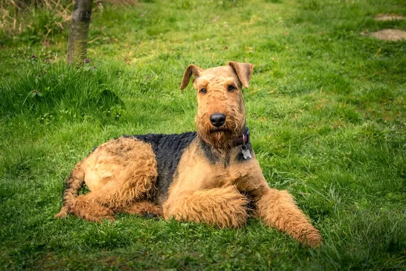 Airedale terier Pes, ki polaga travo