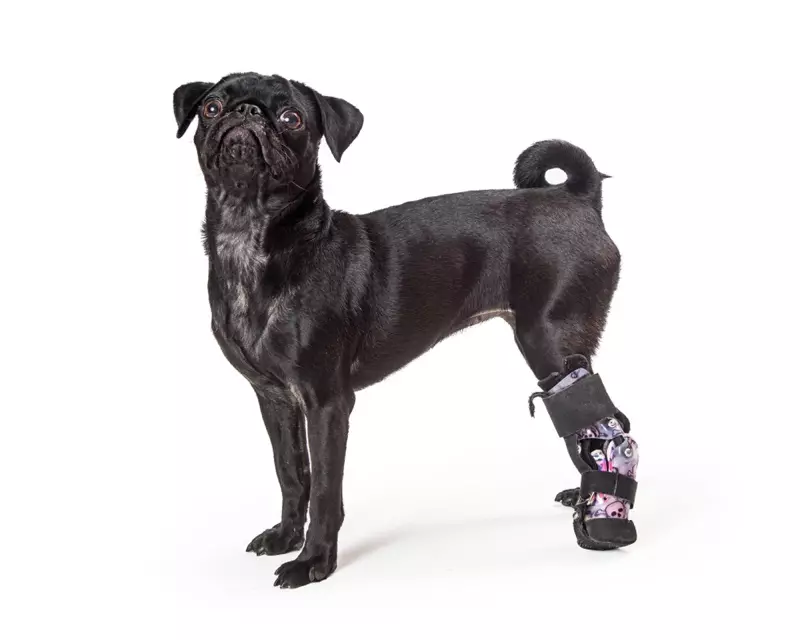 Swarte Pug Dog Leg Brace