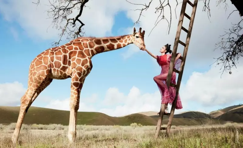 Ti o farahan pẹlu giraffe kan, awọn awoṣe Fei Fei Sun fuchsia Valentino kaba