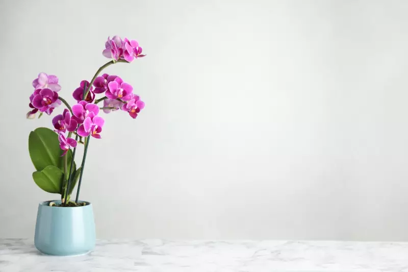 Orchids Potted მცენარეთა ვარდისფერი